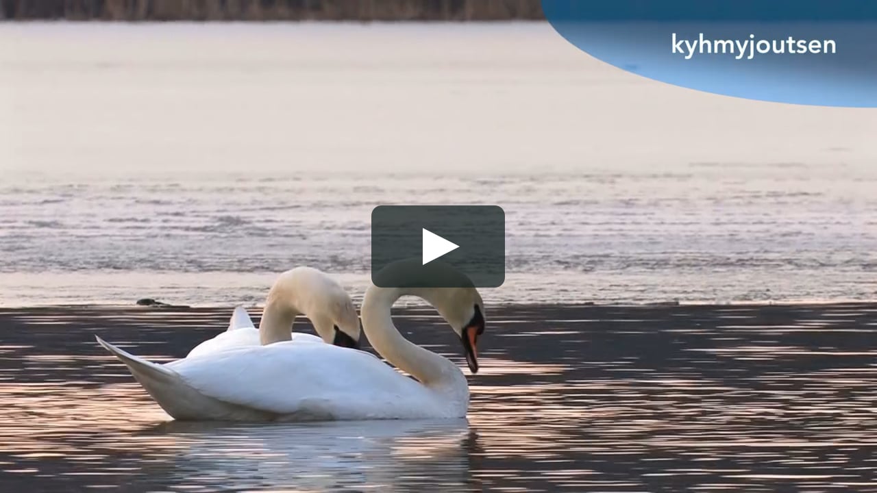 Sanoma Pro Koodi-sarjan linnut on Vimeo