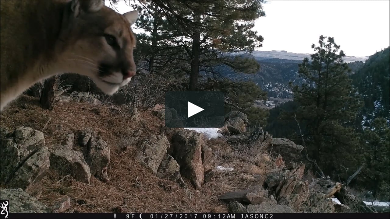 mountain lion roar