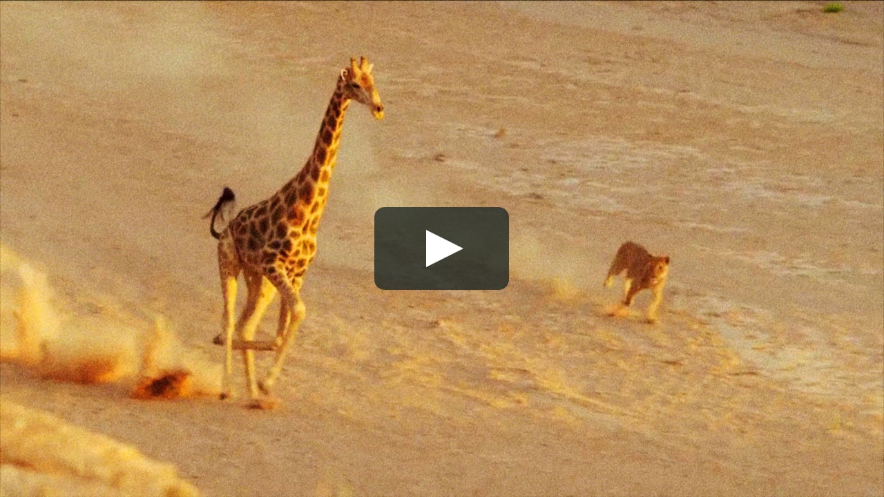 How Nature Documentaries Are Fake on Vimeo