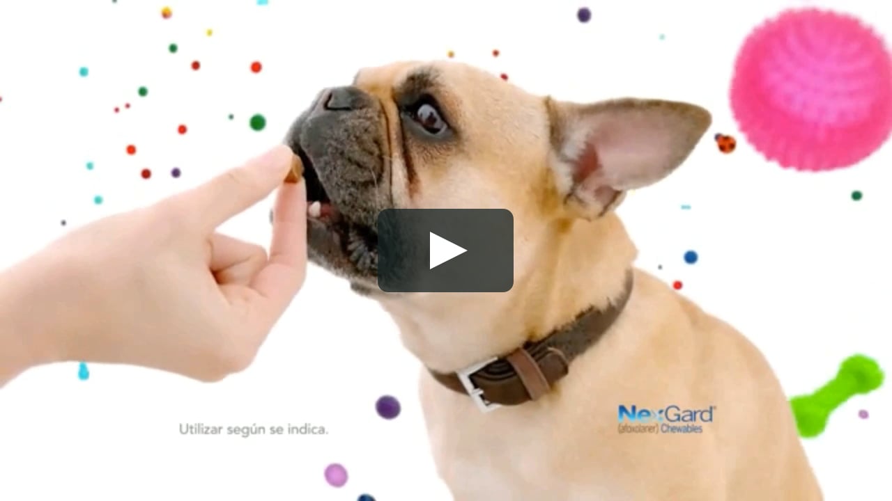 Nexgard Commercial Spanish Vo La Felicidad De Los Perros On Vimeo Nexgard Commercial Spanish Vo La Felicidad De Los Perros On Vimeo