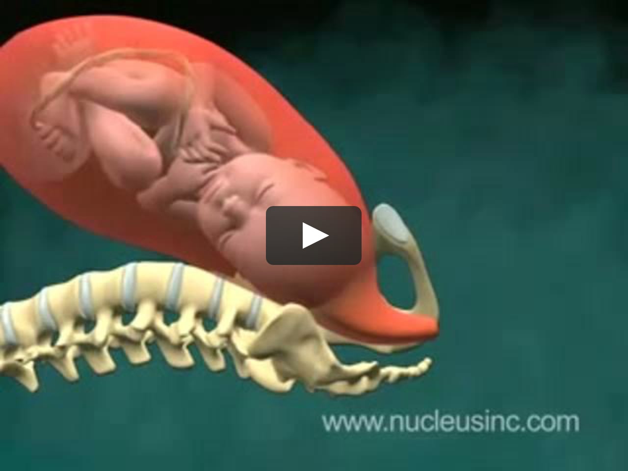 3D Medical Animation Birth of Baby (Vaginal Childbirth) on Vimeo