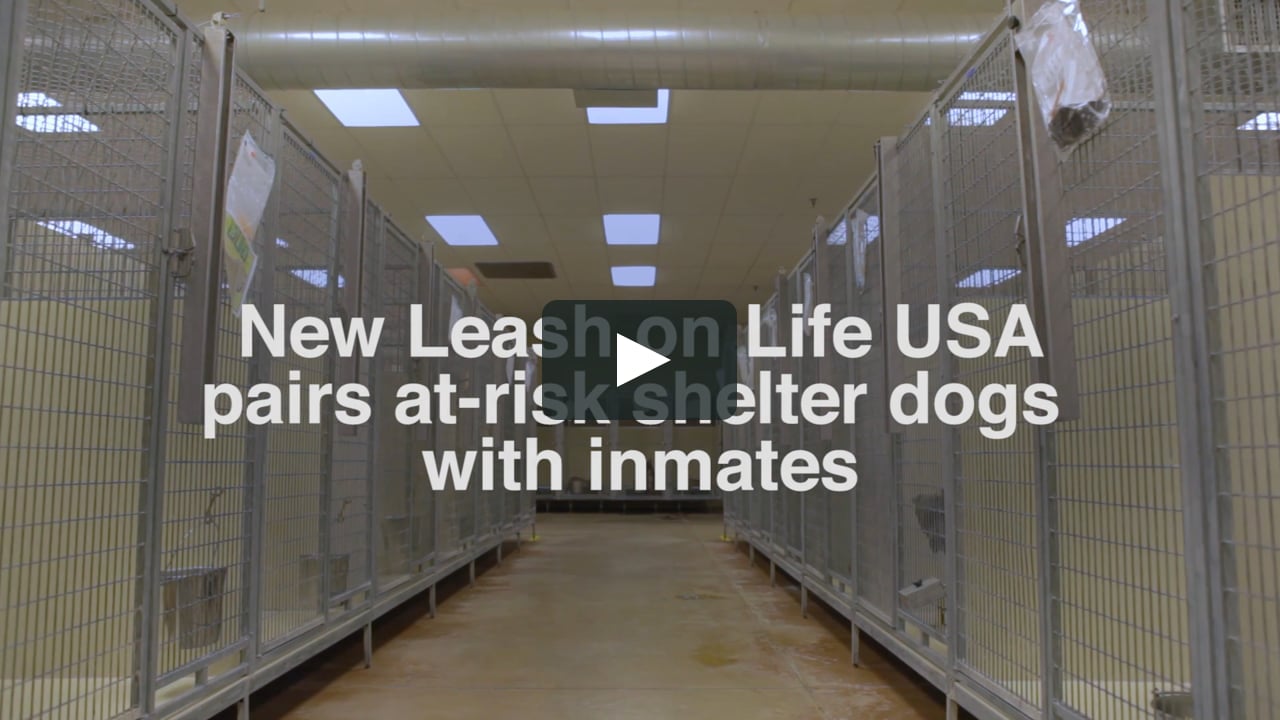 new leash on life usa