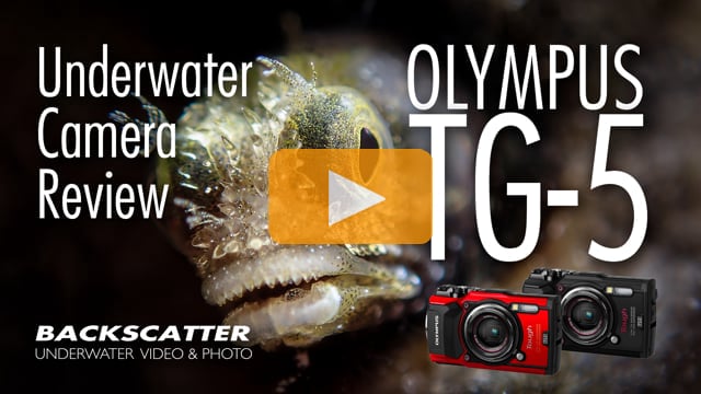 Nikon Z9 Underwater Camera Review - Underwater Photography - Backscatter