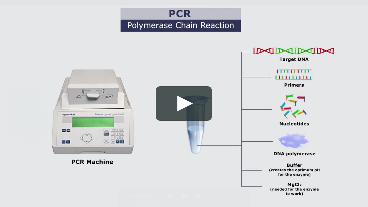 PCR Animation on Vimeo