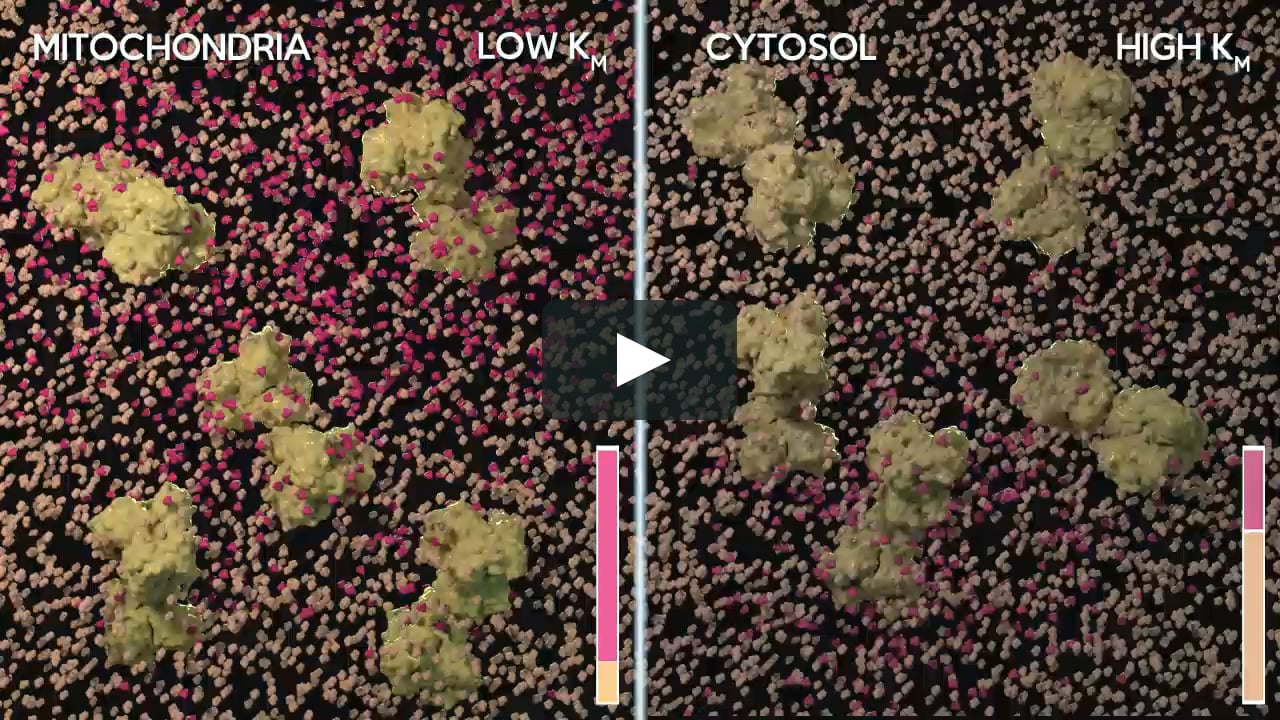 A 3D animation for deeper molecular understanding of Michaelis-Menten  enzyme kinetics on Vimeo
