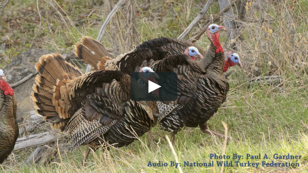 Listen to a Turkey Gobble on Vimeo