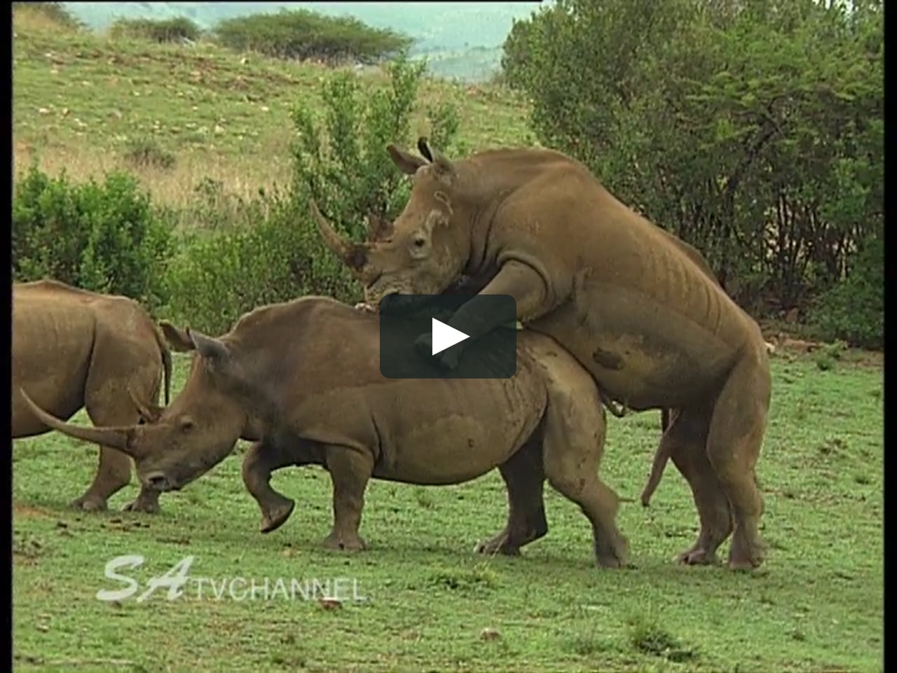Best Rhino Mating Video - Large 540p on Vimeo