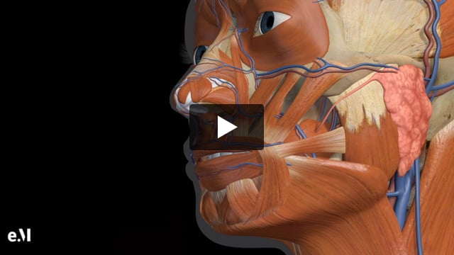 Animated Regional Anatomy Of The Chin, Jawline And Neck
