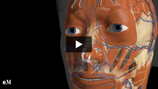 Animated Regional Anatomy Of The Nose