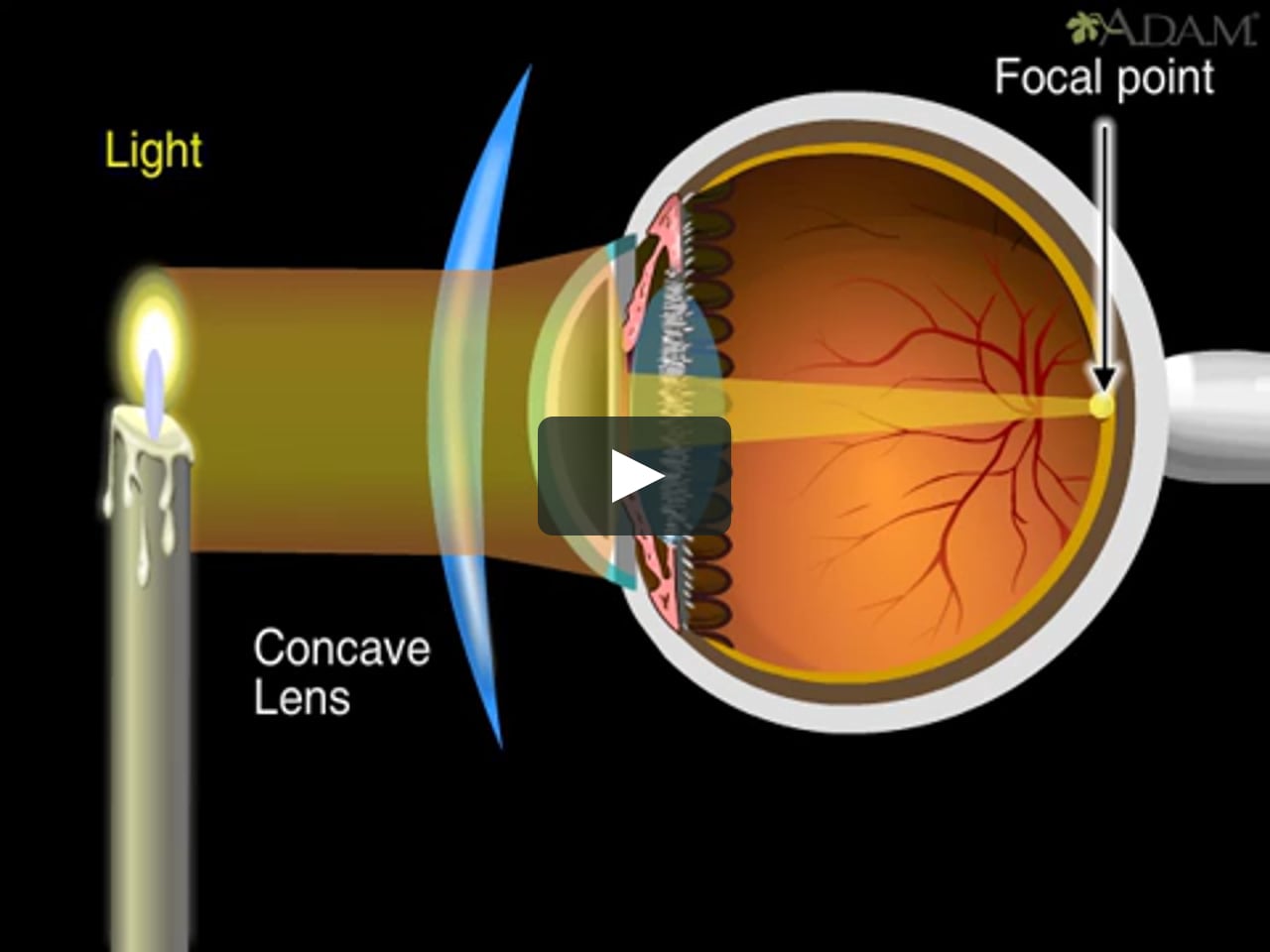 How the Eye Works Animation - How Do We See Video - Nearsighted &  Farsighted Human Eye Anatomy on Vimeo