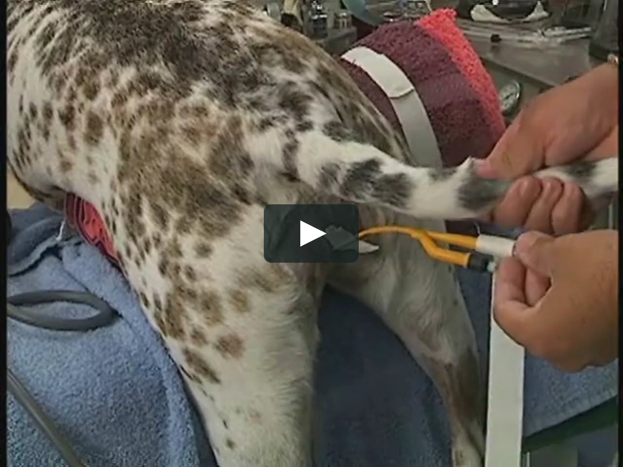 Female Feline And Canine Urinary Catheter Placement And Care On Vimeo Female Feline And Canine Urinary Catheter Placement And Care On Vimeo