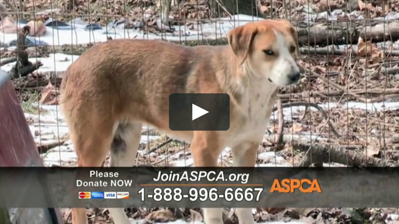 Aspca Tv Commercial Winter Help On Vimeo