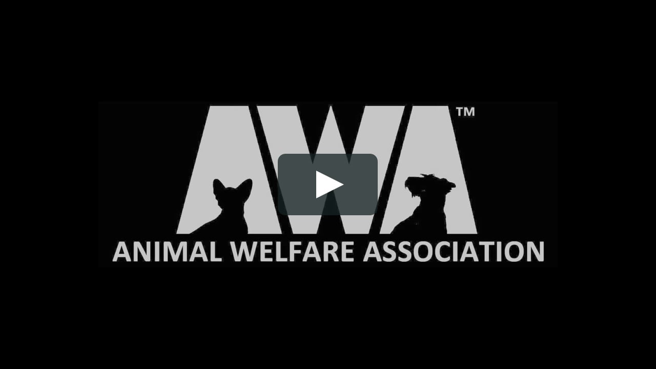 Animal Welfare Association Donor “Thank You” Video on Vimeo