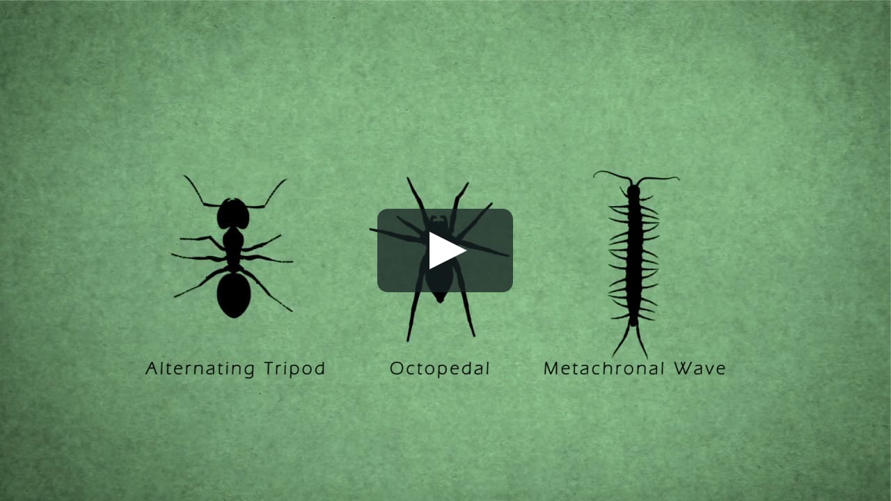 Bug Gaits for Animators on Vimeo