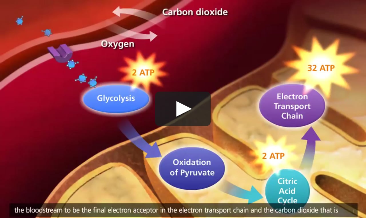Cellular Respiration Glycolysis, Krebs cycle, Electron Transport 3D  Animation on Vimeo