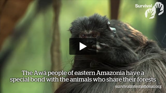 Awá: people and animals