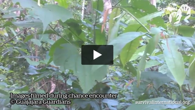 BREAKING: Uncontacted Awá footage