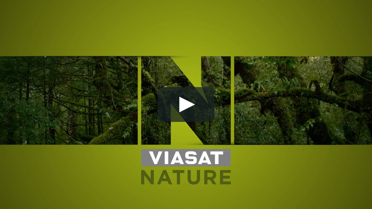 Deadly Australians | VIASAT Nature | Promo | HD | CEE on Vimeo