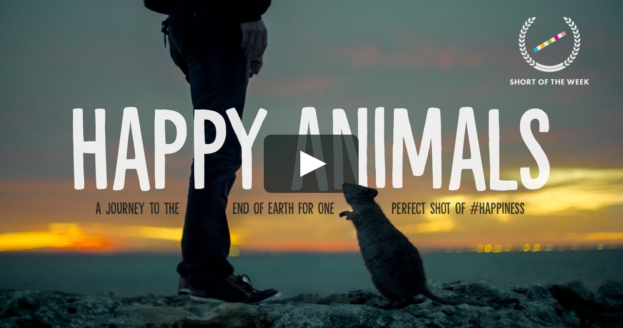 Happy Animals on Vimeo