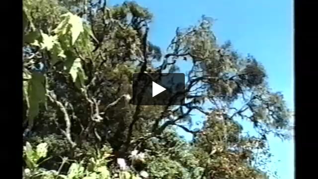 Indigenous Australians meet the Maasai