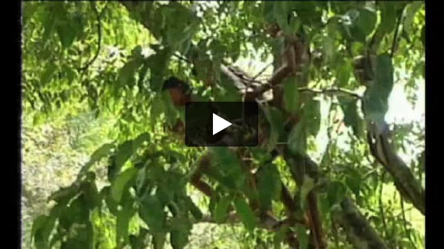 "Soya is killing us," say vegetarian tribe