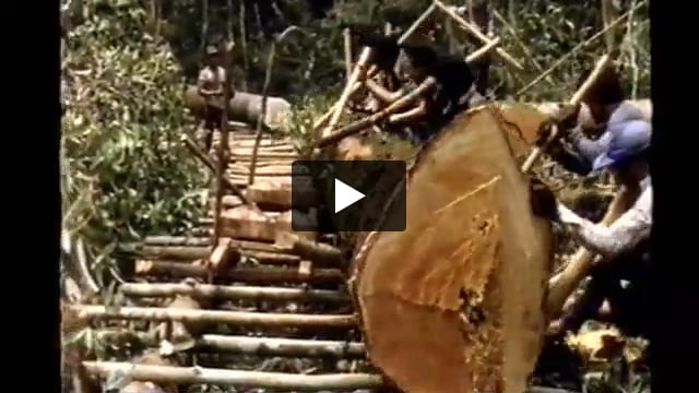 An Appeal from the Penan