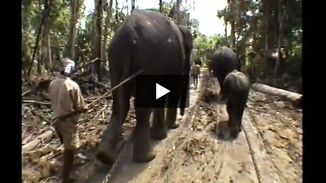 Documentary: Endangered Jarawa