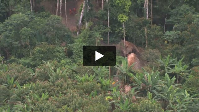 Unkontaktierte Amazonas-Indianer: Erste Filmaufnahmen