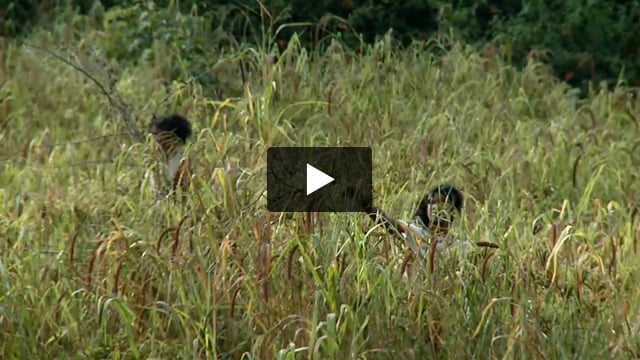 'Viviamo per la nostra Niyamgiri'