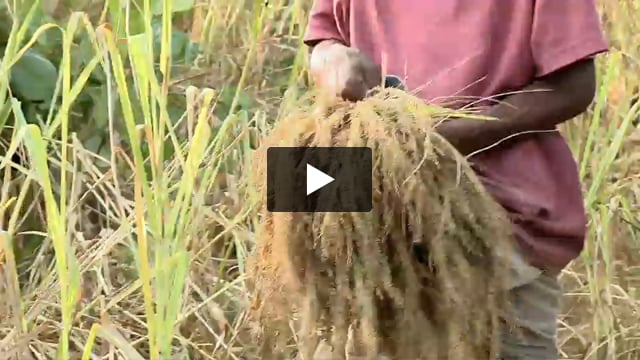 'Viviamo per la nostra Niyamgiri'