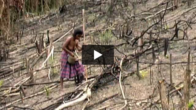 Agricultura de tala y quema