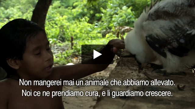 Gli animali degli Awá