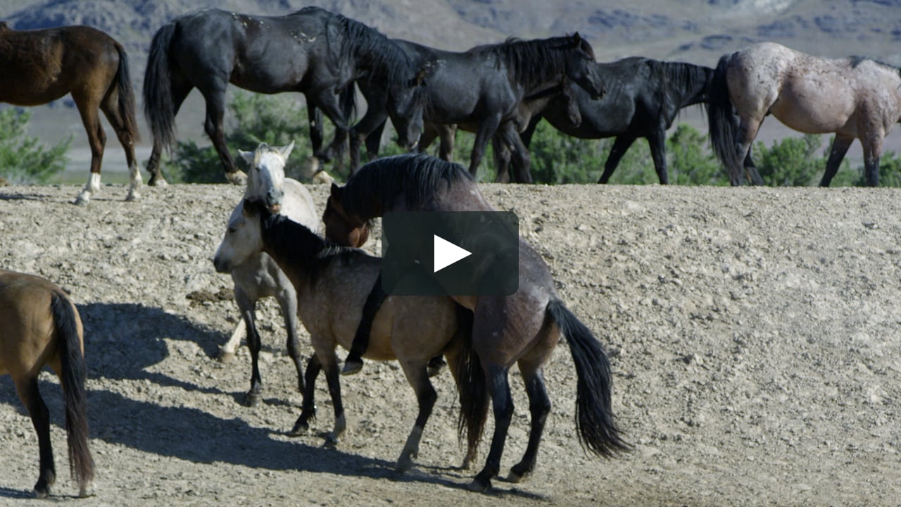 risico zitten steekpenningen Two wild horses mating as other horses seem concerned. | Vimeo Stock