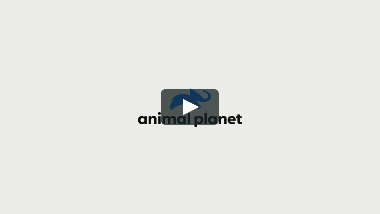 Animal Planet Global Rebrand (2D Animation) on Vimeo