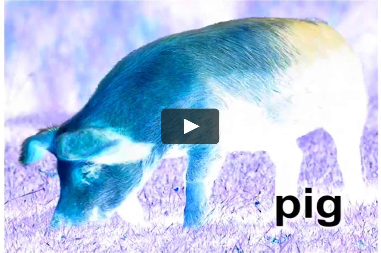 Neighborhood Animals In G Major Part 2 On Vimeo Neighborhood Animals In G Major Part 2 On Vimeo