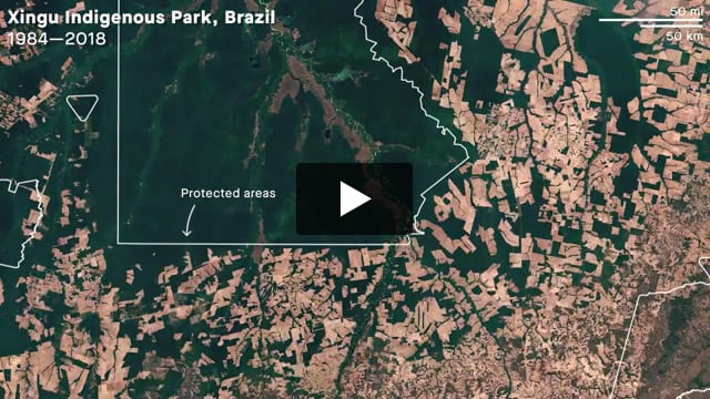 Deforestation around Xingu Indigenous Park