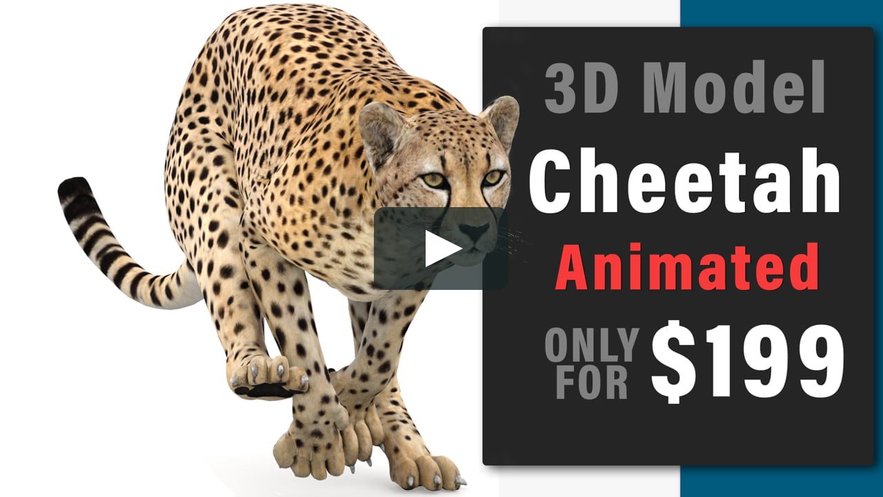 cheetah 3d animation