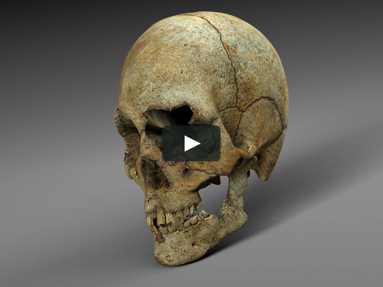 Old bone. Ископаемый череп человека.
