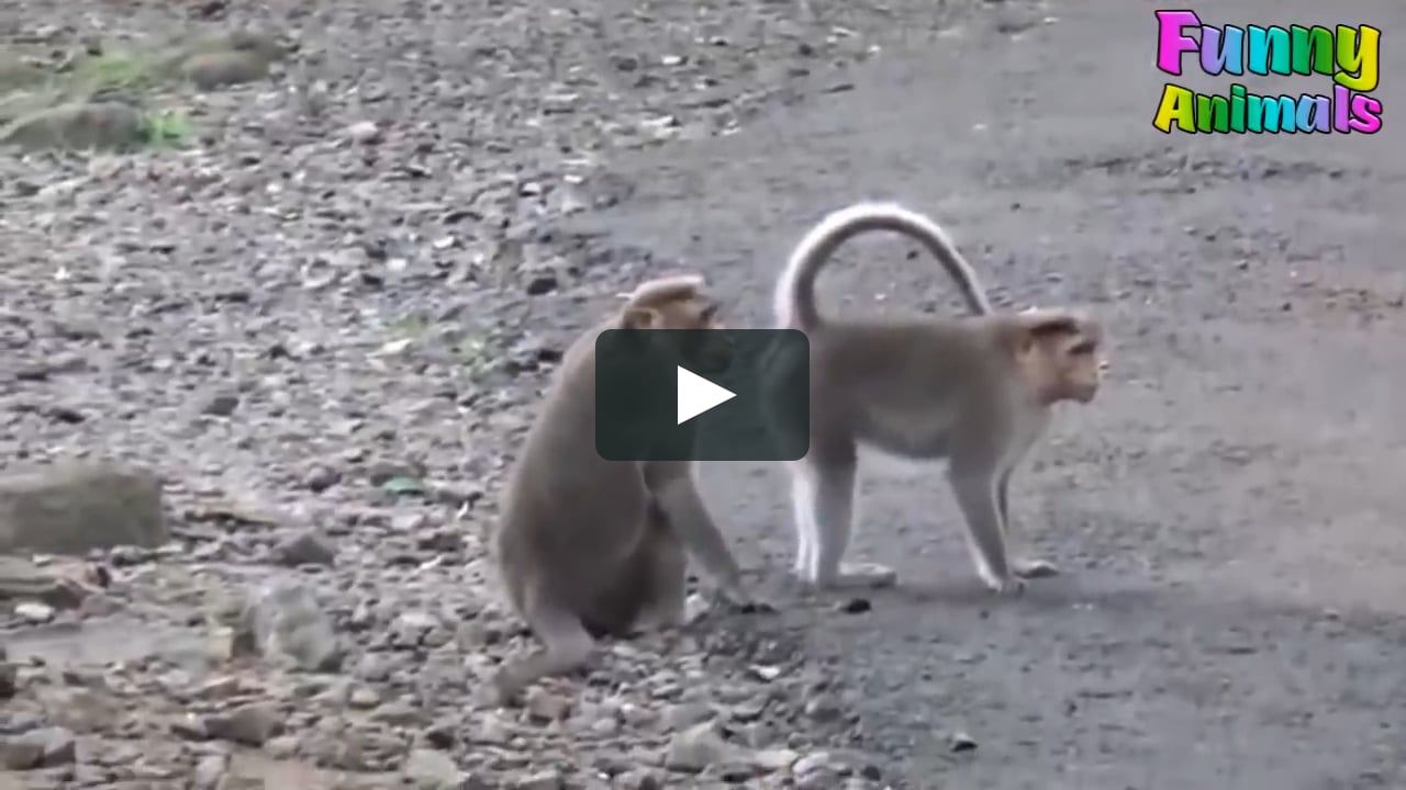 Funny Monkeys Doing Stupid Things - Funniest Animals Videos 2018 on Vimeo