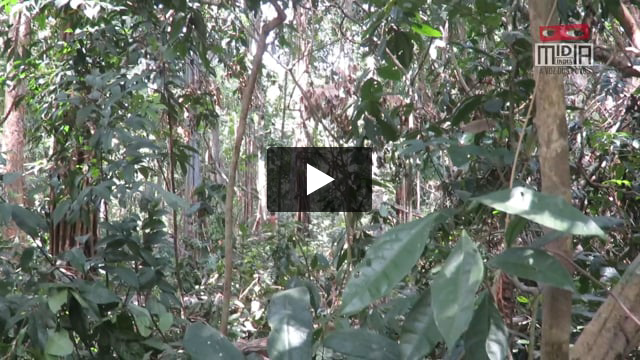 Un Awá non contacté en Amazonie © Mídia Índia