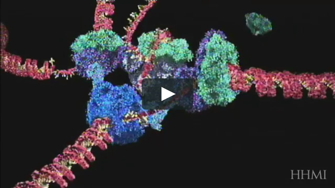 DNA replication animation (courtesy of HHMI biointeractive) on Vimeo