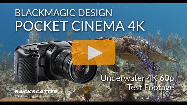 Blackmagic Design Pocket Cinema Camera 4K (BMPCC4K) | 4K 60p Underwater  Test Footage