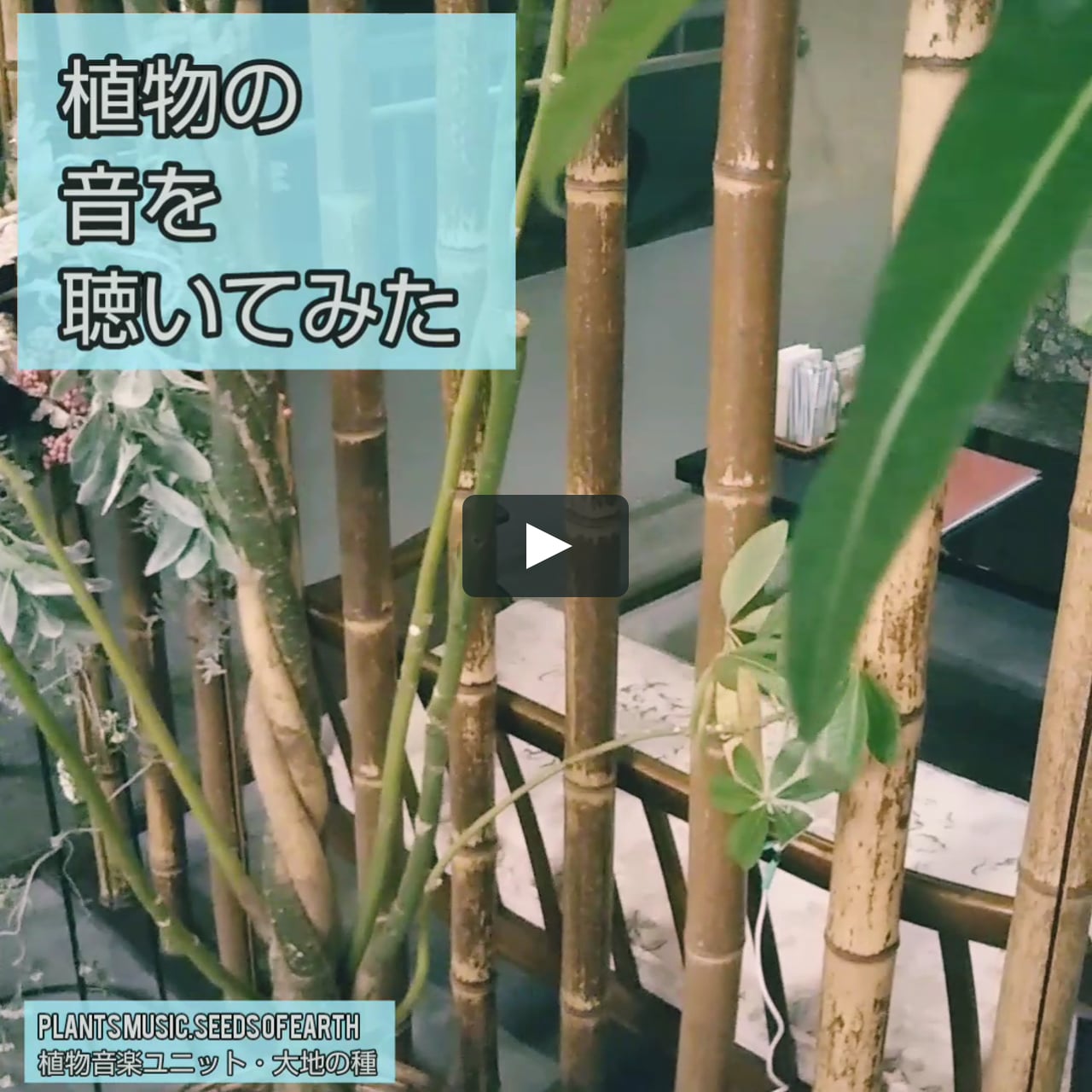植物の音を聴いてみた 大地の種 Music Of The Plants On Vimeo 植物の音を聴いてみた 大地の種 Music Of The Plants On Vimeo