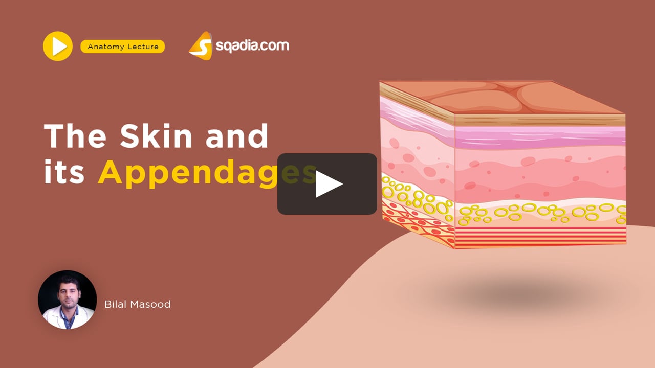 The Skin and its Appendages | Medical Anatomy Lecture | MBBS V-Learning  Platform on Vimeo