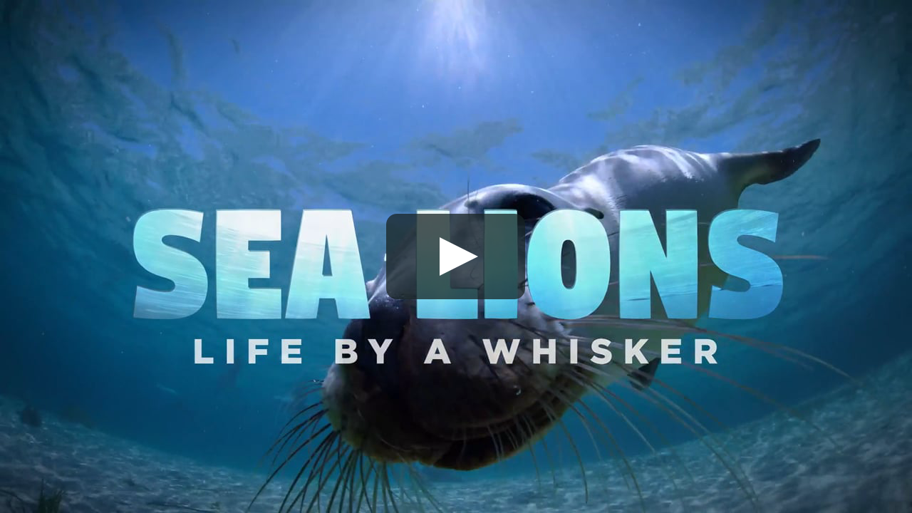 Sea Lions Life by a Whisker Official Theatrical Trailer on Vimeo