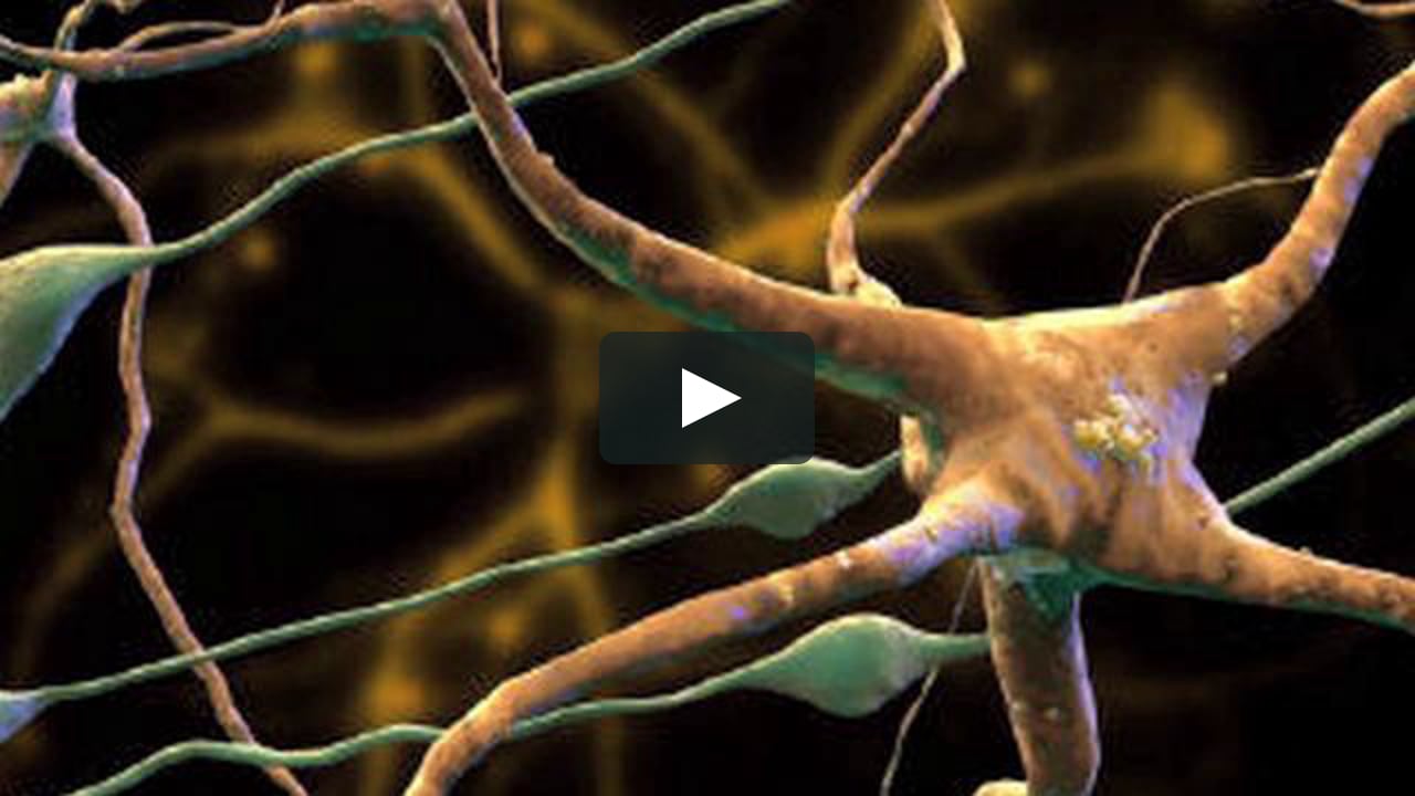 Вспомогательные нервные клетки. Клетки головного мозга Нейроны глиальные клетки. Нейроны 3d. Зернистые Нейроны. Клетки кожи.