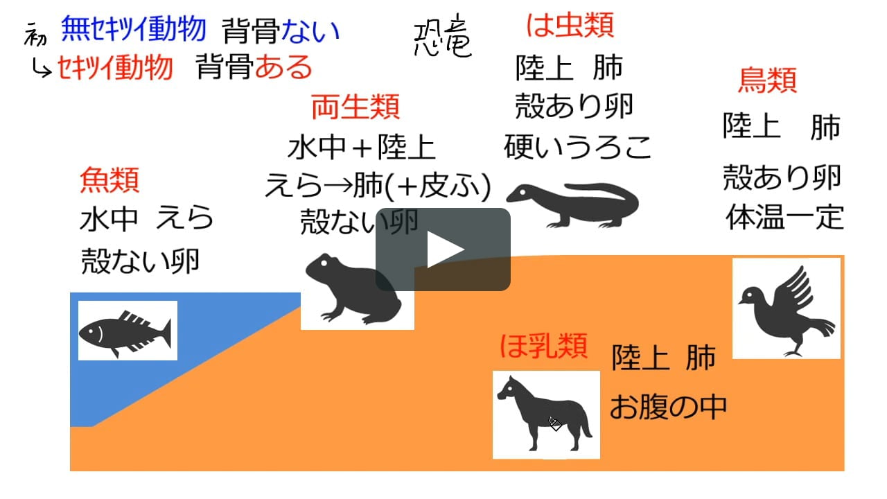 セキツイ動物の特徴 21改訂 On Vimeo セキツイ動物の特徴 21改訂 On Vimeo