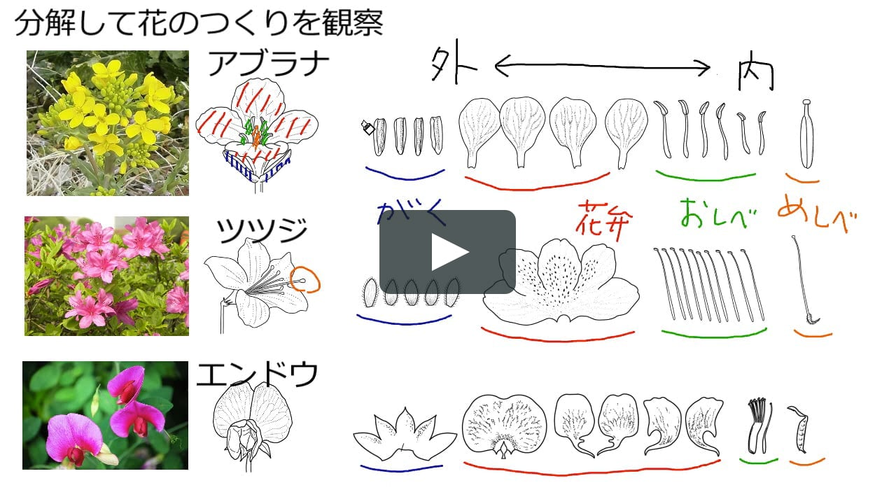 花のつくりと分類 On Vimeo 花のつくりと分類 On Vimeo