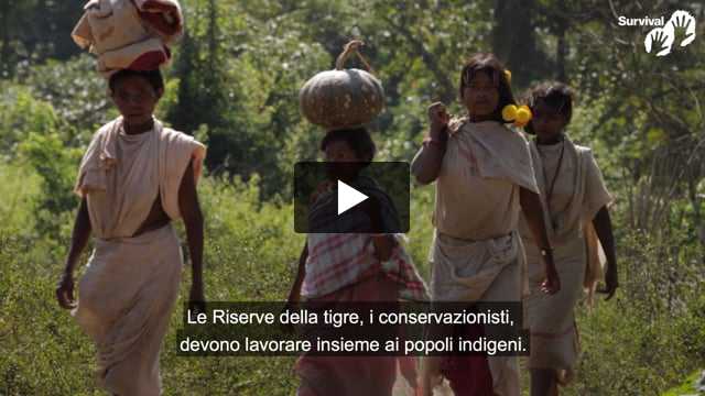 "In India, la conservazione sta distruggendo la vita dei popoli indigeni"