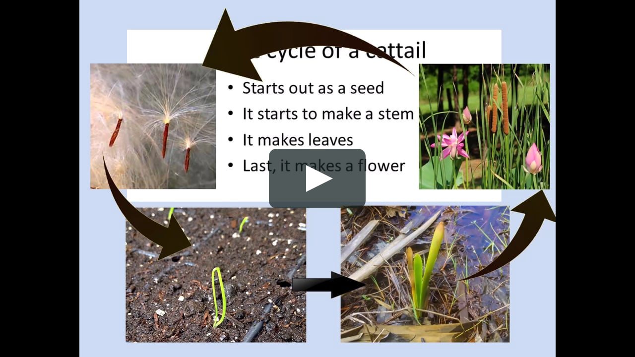life cycle of a bean plant video
